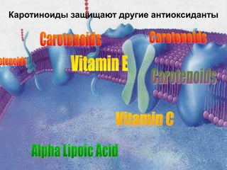 Каротиноиды защищают другие антиоксиданты
 