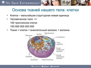 Основа тканей нашего тела: клетки
• Клетка – мельчайшая структурная живая единица
• Человеческое тело: +/-
100 триллионов клеток
100 000 000 000 000
• Ткани = клетки + внеклеточный матрикс + волокна
 