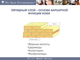 ЛИПИДНЫЙ СЛОЙ – ОСНОВА БАРЬЕРНОЙ
ФУНКЦИИ КОЖИ
•Жирные кислоты
•Церамиды
•Холестерин
•Фосфолипиды
 