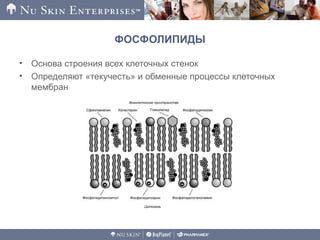 ФОСФОЛИПИДЫ
• Основа строения всех клеточных стенок
• Определяют «текучесть» и обменные процессы клеточных
мембран
 