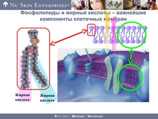 Фосфолипиды и жирные кислоты – важнейшие
компоненты клеточных мембран
Жирная
кислота
Жирная
кислота
 