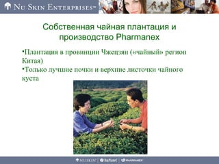 Собственная чайная плантация и
производство Pharmanex
•Плантация в провинции Чжецзян («чайный» регион
Китая)
•Только лучшие почки и верхние листочки чайного
куста
 
