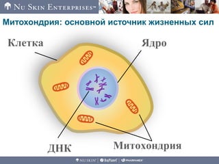 Митохондрия: основной источник жизненных сил
Клетка Ядро
ДНК Митохондрия
 