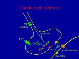 Cholinergic Neurons

Na+
Choline
Acetylation

Ca++


Acetylcholinesterase

Receptor

 