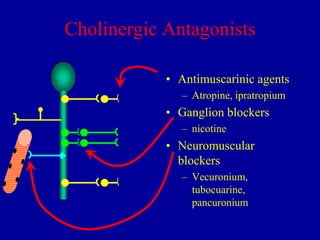 Cholinergic Antagonists
• Antimuscarinic agents
– Atropine, ipratropium

• Ganglion blockers
– nicotine

• Neuromuscular
blockers
– Vecuronium,
tubocuarine,
pancuronium

 