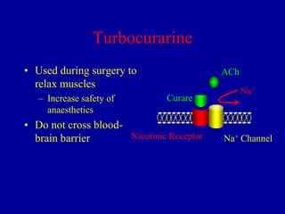 Turbocurarine
• Used during surgery to
relax muscles
– Increase safety of
anaesthetics

ACh
Curare

• Do not cross bloodNicotinic Receptor
brain barrier

Na+

Na+ Channel

 