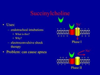 Succinylcholine
• Uses:
– endotracheal intubations
• What is this?
• Why?

Na+
- - -

- - -

+ ++ +

+ + +

Phase I

– electroconvulsive shock
therapy

Na+

• Problem: can cause apnea
++ +

++ +

- - -

- - Phase II

 