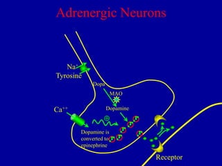 Adrenergic Neurons

Na+
Tyrosine
Dopa
MAO

Ca++

Dopamine


Dopamine is
converted to
epinephrine

Receptor

 