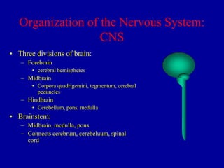Organization of the Nervous System:
CNS
• Three divisions of brain:
– Forebrain
• cerebral hemispheres

– Midbrain
• Corpora quadrigemini, tegmentum, cerebral
peduncles

– Hindbrain
• Cerebellum, pons, medulla

• Brainstem:
– Midbrain, medulla, pons
– Connects cerebrum, cerebeluum, spinal
cord

 