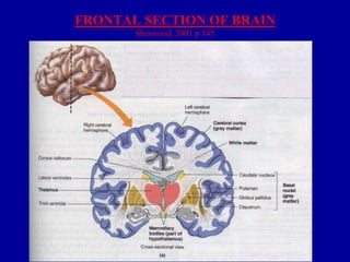 FRONTAL SECTION OF BRAIN
Sherwood, 2001 p 145

 