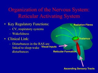Organization of the Nervous System:
Reticular Activating System
• Key Regulatory Functions:

Radiation Fibres

– CV, respiratory systems
– Wakefulness

• Clinical Link:

Thalamus

– Disturbances in the RAS are
linked to sleep-wake Visual Inputs
Reticular Formation
disturbances

Ascending Sensory Tracts

 