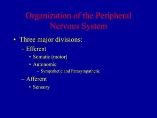 Organization of the Peripheral
Nervous System
• Three major divisions:
– Efferent
• Somatic (motor)
• Autonomic
– Sympathetic and Parasympathetic

– Afferent
• Sensory

 