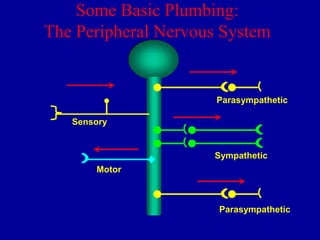 Some Basic Plumbing:
The Peripheral Nervous System

Parasympathetic
Sensory

Sympathetic
Motor

Parasympathetic

 