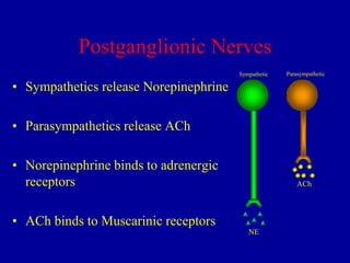 Postganglionic Nerves
Sympathetic

Parasympathetic

• Sympathetics release Norepinephrine
• Parasympathetics release ACh
• Norepinephrine binds to adrenergic
receptors

ACh

• ACh binds to Muscarinic receptors
NE

 