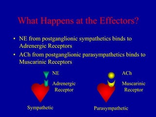 What Happens at the Effectors?
• NE from postganglionic sympathetics binds to
Adrenergic Receptors
• ACh from postganglionic parasympathetics binds to
Muscarinic Receptors
NE

ACh

Adrenergic
Receptor

Muscarinic
Receptor

Sympathetic

Parasympathetic

 