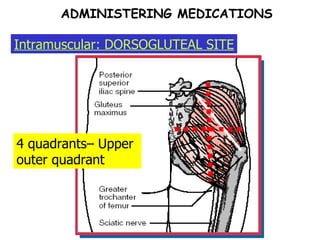 ADMINISTERING MEDICATIONS Intramuscular: DORSOGLUTEAL SITE 4 quadrants– Upper outer quadrant 