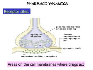 Receptor sites: PHARMACODYNAMICS Areas on the cell membranes where drugs act 