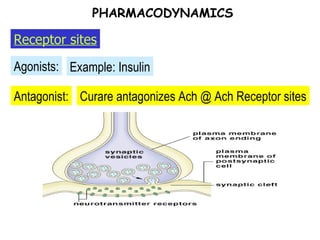 Antagonist: Agonists: Receptor sites PHARMACODYNAMICS Example: Insulin Curare antagonizes Ach @ Ach Receptor sites 