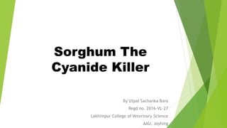 Sorghum The
Cyanide Killer
By Utpal Sachanka Boro
Regd no. 2016-VL-27
Lakhimpur College of Veterinary Science
AAU, Joyhing
 