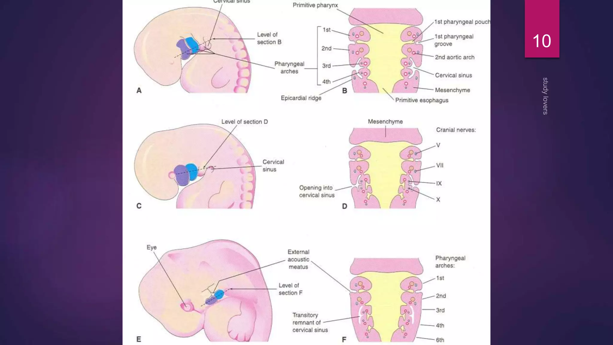 Pharyngeal arches pouches and clefts | PPTX