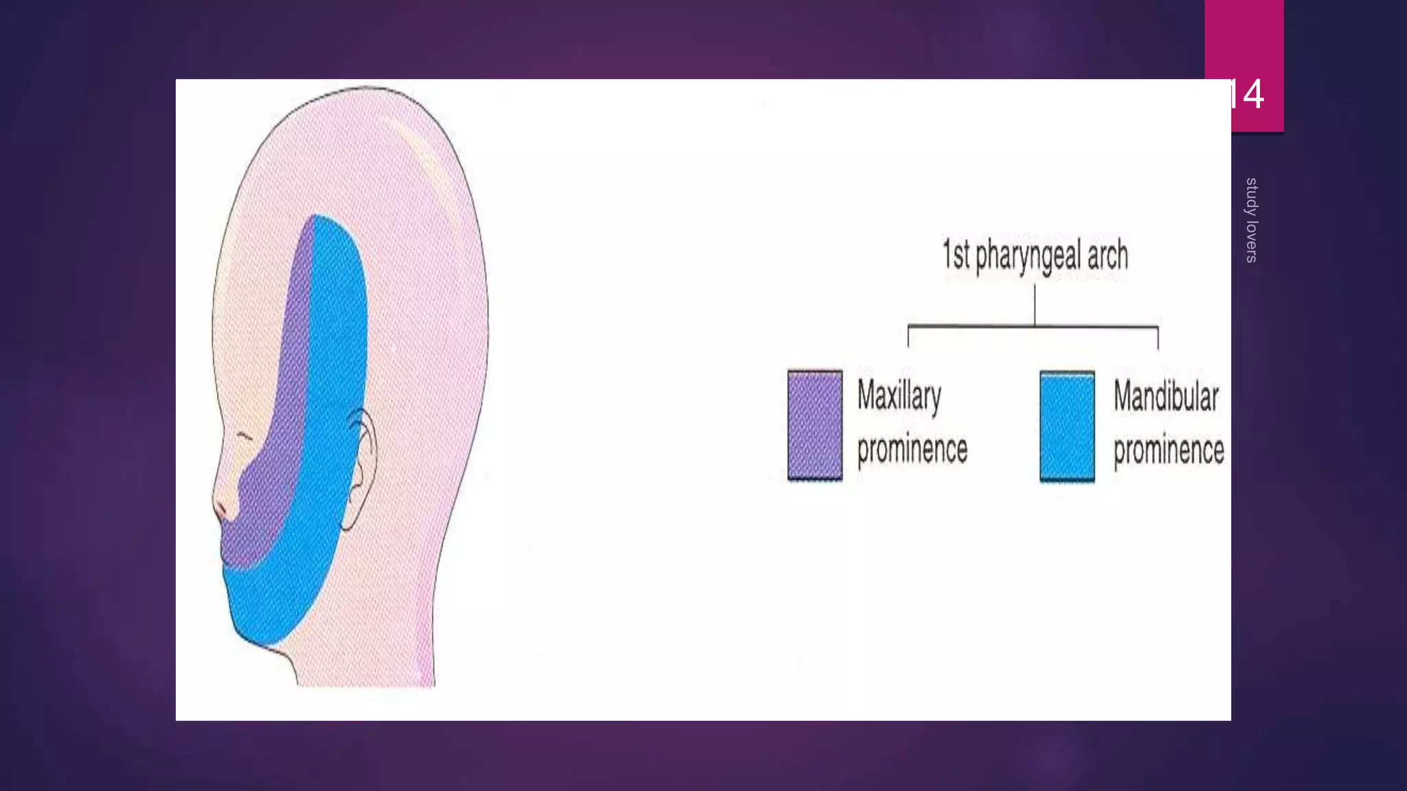 Pharyngeal arches pouches and clefts | PPTX
