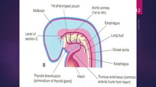 Pharyngeal arches pouches and clefts | PPTX