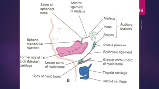 Pharyngeal arches pouches and clefts | PPTX