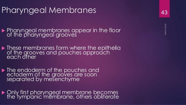 Development Of Face And Neck Anatomy Test 3 Flashcards Memorang
