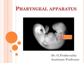 PHARYNGEAL APPARATUS
Dr. G.Prabavathy
Assistant Professor
Pharyngea
l
apparatus
 