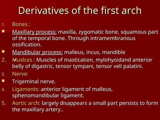 the development of the pharyngeal apparatus 2025.ppt