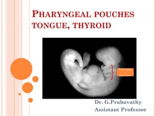 PHARYNGEAL POUCHES
TONGUE, THYROID
Dr. G.Prabavathy
Assistant Professor
Pharyngea
l
apparatus
 