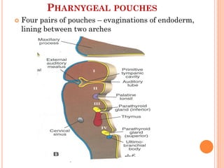 PHARNYGEAL POUCHES
 Four pairs of pouches – evaginations of endoderm,
lining between two arches
 