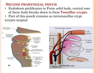 SECOND PHARYNGEAL POUCH
• Endoderm proliferates to Form solid buds, central core
of these buds breaks down to form Tonsillar crypts
• Part of this pouch remains as intratonsillar crypt
(crypta magna)
 