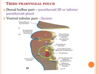 THIRD PHARYNGEAL POUCH
 Dorsal bulbar part – parathyroid III or inferior
parathyroid gland
 Ventral tubular part - thymus
 