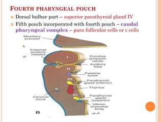 FOURTH PHARYNGEAL POUCH
 Dorsal bulbar part – superior parathyroid gland IV
 Fifth pouch incorporated with fourth pouch – caudal
pharyngeal complex – para follicular cells or c cells
 
