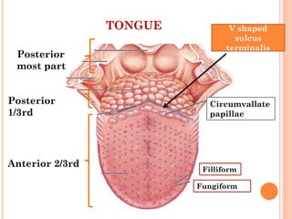 TONGUE
Circumvallate
papillae
Filliform
Fungiform
Anterior 2/3rd
Posterior
1/3rd
Posterior
most part
V shaped
sulcus
terminalis
 