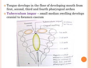  Tongue develops in the floor of developing mouth from
first, second, third and fourth pharyngeal arches
 Tuberculum impar – small median swelling develops
cranial to foramen caecum
 