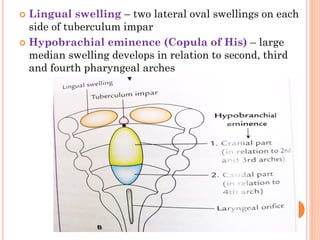  Lingual swelling – two lateral oval swellings on each
side of tuberculum impar
 Hypobrachial eminence (Copula of His) – large
median swelling develops in relation to second, third
and fourth pharyngeal arches
 
