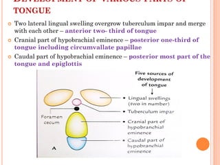 DEVELOPMENT OF VARIOUS PARTS OF
TONGUE
 Two lateral lingual swelling overgrow tuberculum impar and merge
with each other – anterior two- third of tongue
 Cranial part of hypobrachial eminence – posterior one-third of
tongue including circumvallate papillae
 Caudal part of hypobrachial eminence – posterior most part of the
tongue and epiglottis
 
