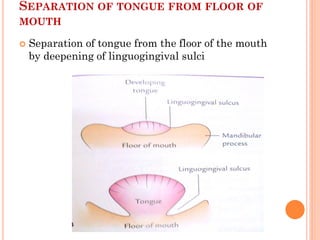 SEPARATION OF TONGUE FROM FLOOR OF
MOUTH
 Separation of tongue from the floor of the mouth
by deepening of linguogingival sulci
 