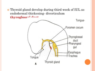  Thyroid gland develop during third week of IUL as
endodermal thickening- diverticulum
thyroglossal duct
 
