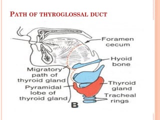 PATH OF THYROGLOSSAL DUCT
 