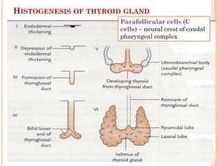 HISTOGENESIS OF THYROID GLAND
Parafollicular cells (C
cells) – neural crest of caudal
pharyngeal complex
 
