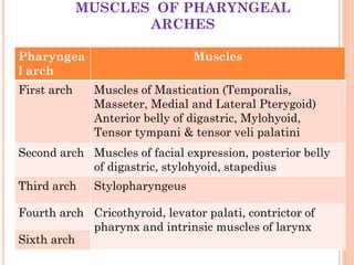 MUSCLES OF PHARYNGEAL
ARCHES
Pharyngea
l arch
Muscles
First arch Muscles of Mastication (Temporalis,
Masseter, Medial and Lateral Pterygoid)
Anterior belly of digastric, Mylohyoid,
Tensor tympani & tensor veli palatini
Second arch Muscles of facial expression, posterior belly
of digastric, stylohyoid, stapedius
Third arch Stylopharyngeus
Fourth arch Cricothyroid, levator palati, contrictor of
pharynx and intrinsic muscles of larynx
Sixth arch
 