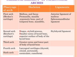 SKELETAL ELEMENT OF PHARYNGEAL
ARCHES
Pharynge
al arch
Skeleton Ligaments
First arch
(Meckes’s
cartilage)
Malleus, and Incus
Premaxilla, maxilla
,zygomatic bone, part of
temporal bone, mandible,
Anterior ligament of
malleus
Sphenomandibular
ligament
Second arch
(Reichert’s
cartilage)
Stapes, styloid process,
Smaller cornu of hyoid bone,
superior surface of body of the
hyoid bone
Stylohyoid ligament
Third arch Greater cornu and lower part
of body of hyoid bone
Fourth arch Laryngeal cartilages (thyroid,
cricoid, arytenoids,
corniculate, cuneiform)Sixth arch
 