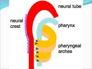 Api Rabia U Pharyngeal Appratus-1 By Dr. Rabia Inam Gandapore.ppt