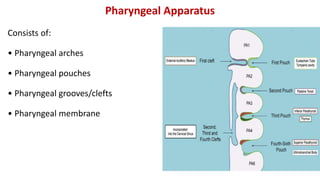 Pharyngeal Apparatus
Consists of:
• Pharyngeal arches
• Pharyngeal pouches
• Pharyngeal grooves/clefts
• Pharyngeal membrane
Grevellec and Tucker, 2010
 