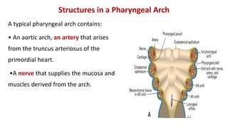 Structures in a Pharyngeal Arch
A typical pharyngeal arch contains:
• An aortic arch, an artery that arises
from the truncus arteriosus of the
primordial heart.
•A nerve that supplies the mucosa and
muscles derived from the arch.
Contents
 