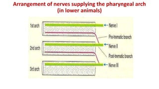 Arrangement of nerves supplying the pharyngeal arch
(in lower animals)
 