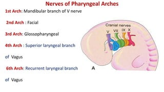 1st Arch: Mandibular branch of V nerve
2nd Arch : Facial
3rd Arch: Glossopharyngeal
4th Arch : Superior laryngeal branch
of Vagus
6th Arch: Recurrent laryngeal branch
of Vagus
Nerves of Pharyngeal Arches
 
